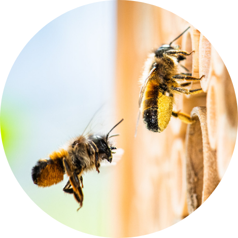 4. Beobachte die summenden Bienchen